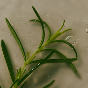 Zbliżenie zielonego rozmarynu w przezroczystym płynie, składnika szamponu Aromatica Rosemary Scalp Scaling.