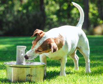 Jack Russell pije z cichej, stalowej fontanny PETGOO z filtrem na trawiastej łące. Automatyczne poidełko dla psa.