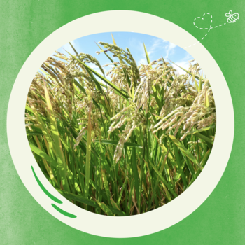 Zbliżenie na zielone pędy ryżu z kłosami, symbol ryżu w kaszce BoboVita. Okrągła ramka na zielonym tle.