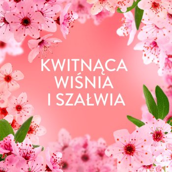 Grafika Lenor Płyn do płukania Kwitnąca Wiśnia i Szałwia, różowe tło z kwiatami wiśni.