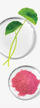 AA LAAB CENTELLA B12: zielone liście Centelli i różowy proszek w szalkach Petriego, składniki pielęgnacji.