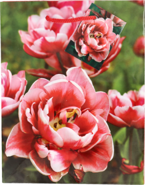 Torebka papierowa 18x23 cm, z nadrukiem intensywnych różowo-białych tulipanów, widok z przodu, czerwony sznurkowy uchwyt.