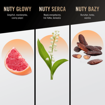 Grafika nut zapachowych bruno banani Absolute Man: grejpfrut (głowa), konwalia (serce), fasola tonka (baza).