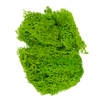 Jasnozielony mech chrobotek reniferowy na białym tle, widok z góry, z porowatą, gęstą strukturą.