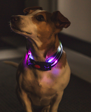 Zbliżenie na psa rasy Jack Russell Terrier w świecącej, wielokolorowej obroży LED RGB, zapewniającej widoczność.