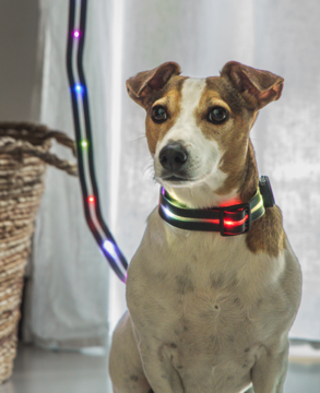 Jack Russell Terrier w czarnej ledowej obroży z kolorowymi światłami RGB i pasującą smyczą. Zapewnia widoczność.
