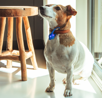 Pies Jack Russell Terrier z niebieską silikonową zawieszką świetlną na obroży, siedzi przy oknie.